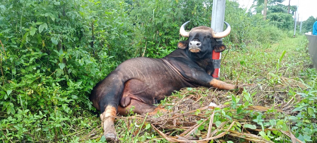 สลดกระทิงป่าอุทยานแห่งชาติเขาใหญ่ถูกไฟฟ้าช็อตดับคาเสา
