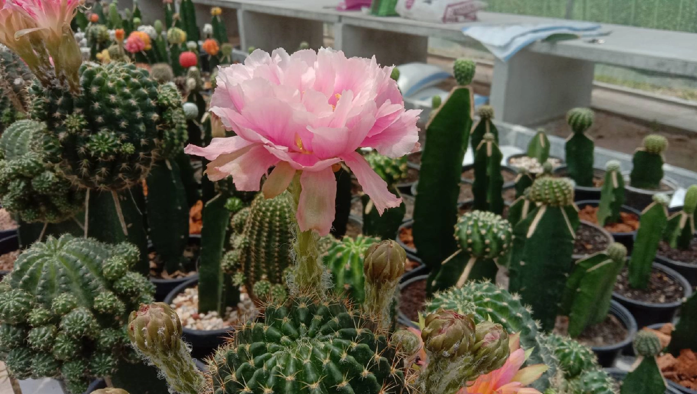 ปรับตัวสู้โควิด ปลูกกระบองเพชรขายรายได้เดือนละ3หมื่น