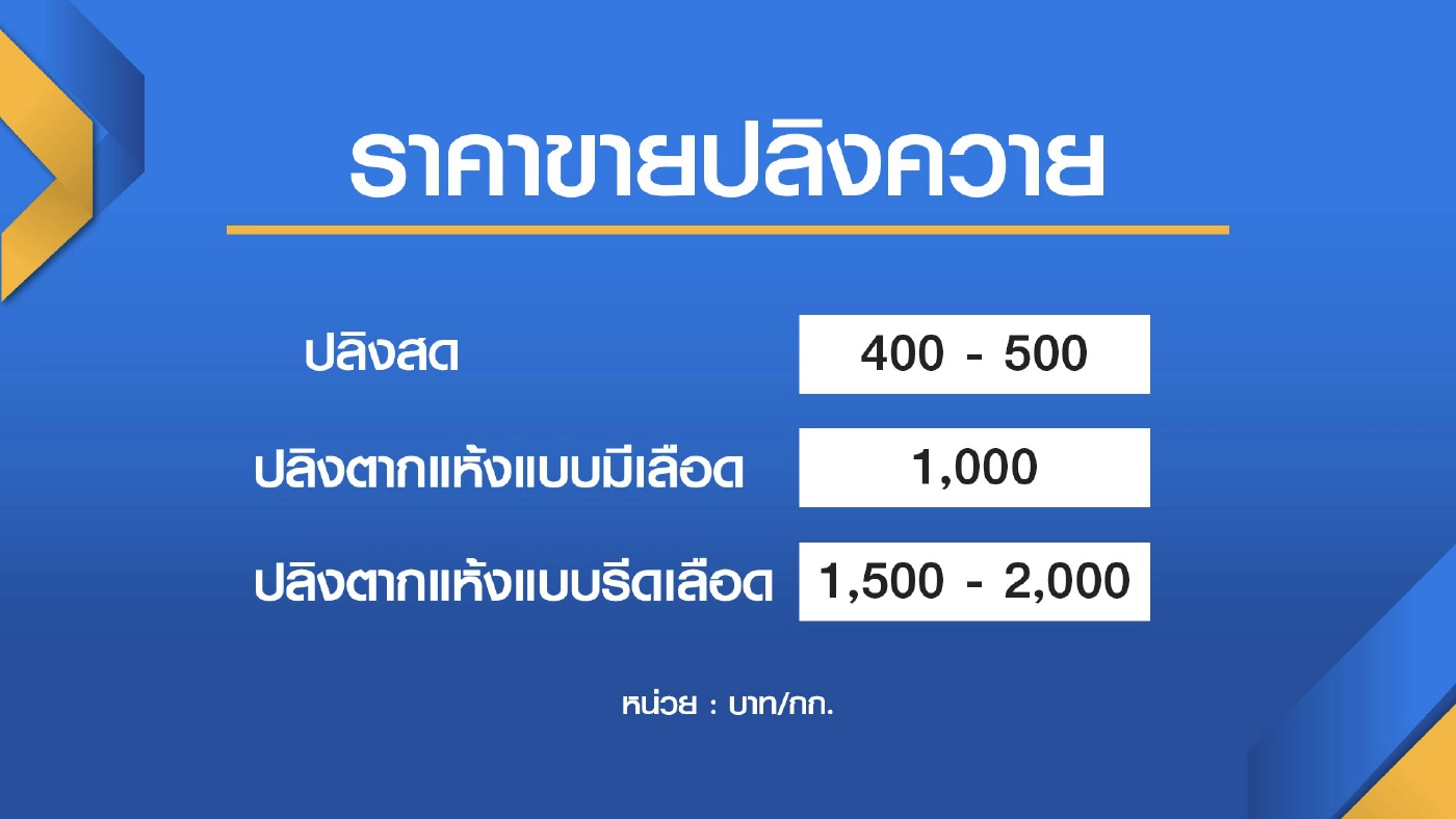 ชาวนาหว้าแห่ล่า ‘ปลิงควาย‘ แลกเงินแสน