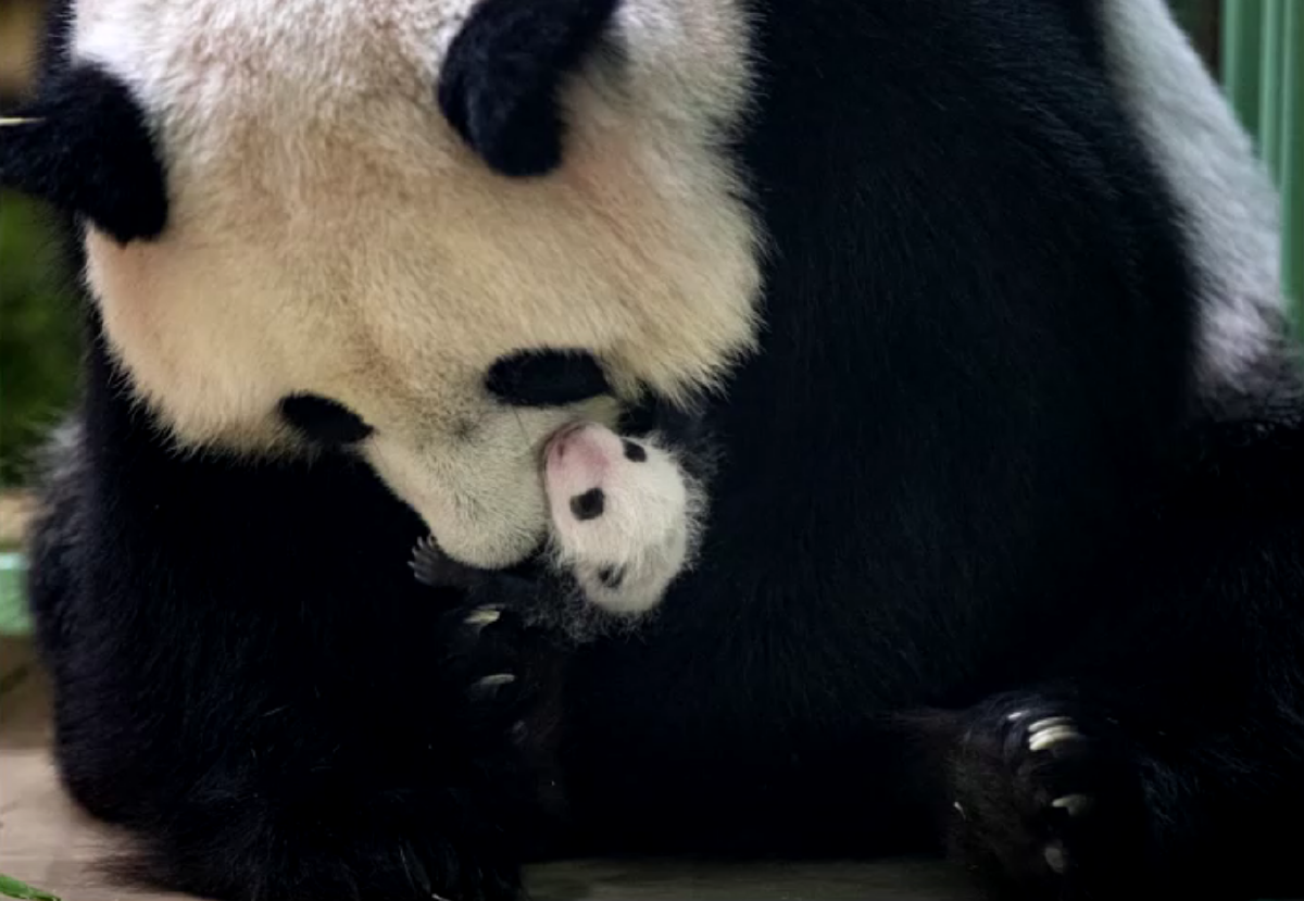 สวนสัตว์ฝรั่งเศสเผยภาพลูกแพนด้าแฝดอายุ 1 เดือน