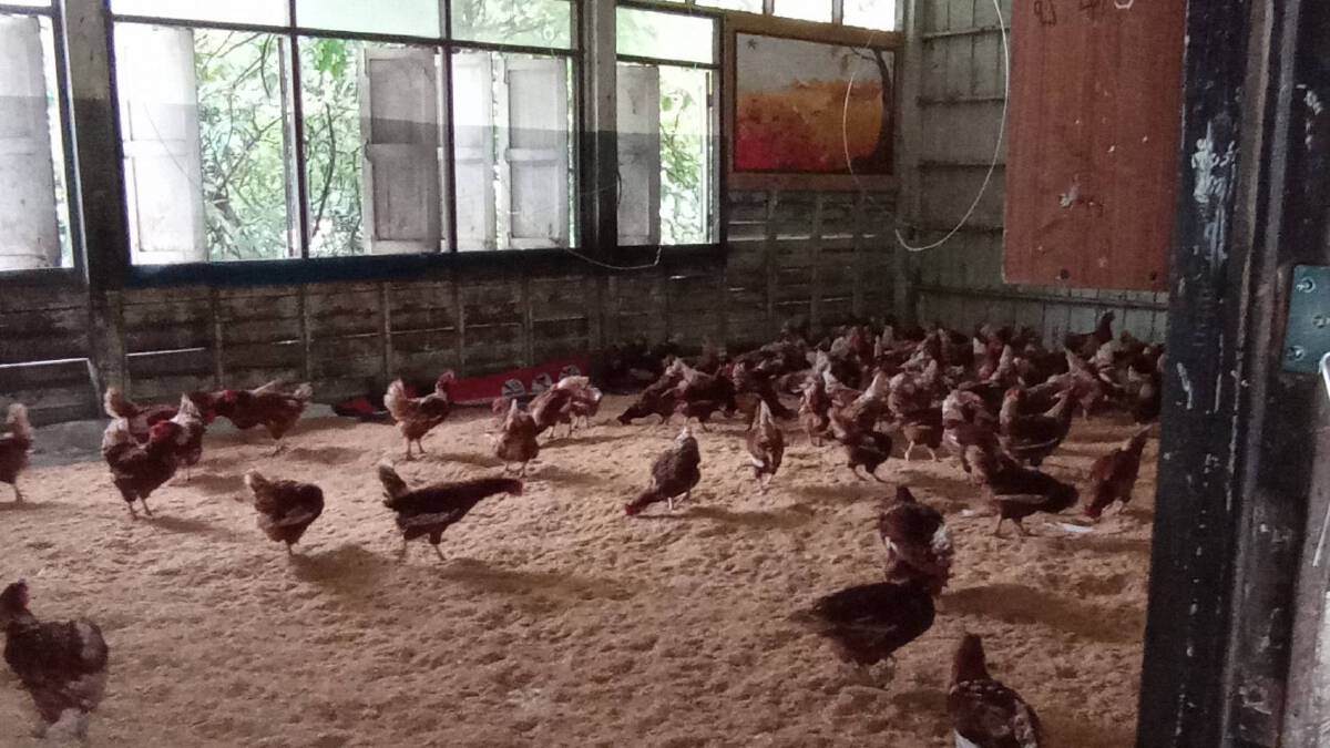 โรงเรียนโคราชเร่งขนย้ายไก่ที่เลี้ยงไว้ใน รร.หนีน้ำท่วม