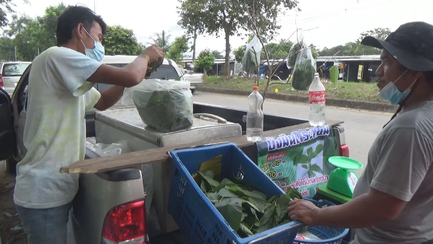 เปิดท้ายขาย ใบกระท่อม กำไร 3 หมื่น/เดือน