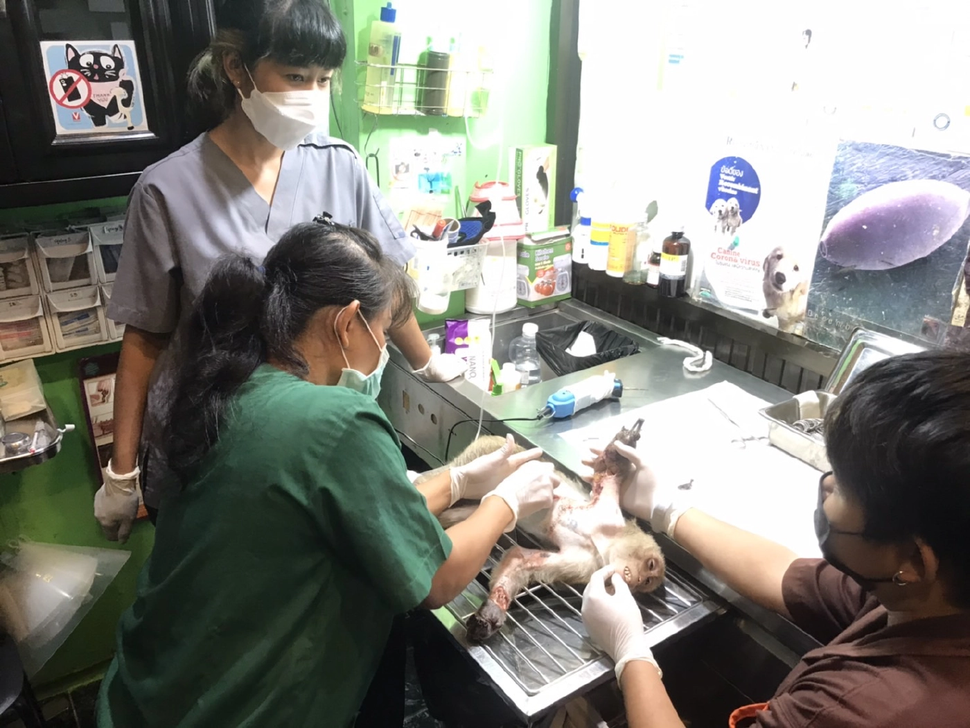 เจ้าหน้าที่เร่งช่วยลิงถูกไฟช๊อตบาดแผลสาหัส