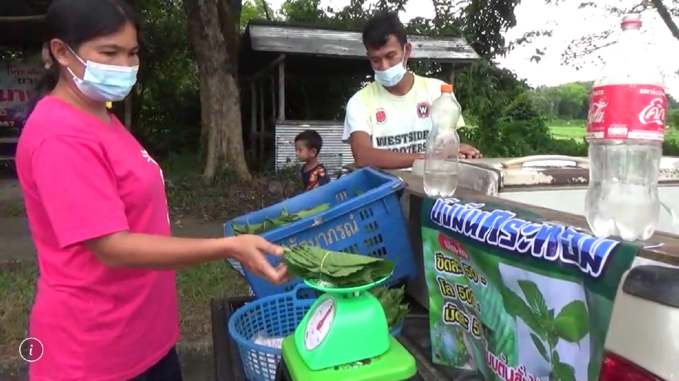 ผุดอาชีพเปิดท้ายขายใบกระท่อมสดหลังรัฐบาลปลดล๊อก