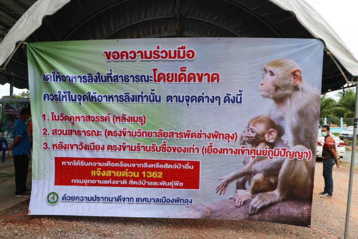 ทำหมันลิงพัทลุงกว่า 100 ตัว ลดความเดือดร้อนให้ประชาชนใกล้เคียง