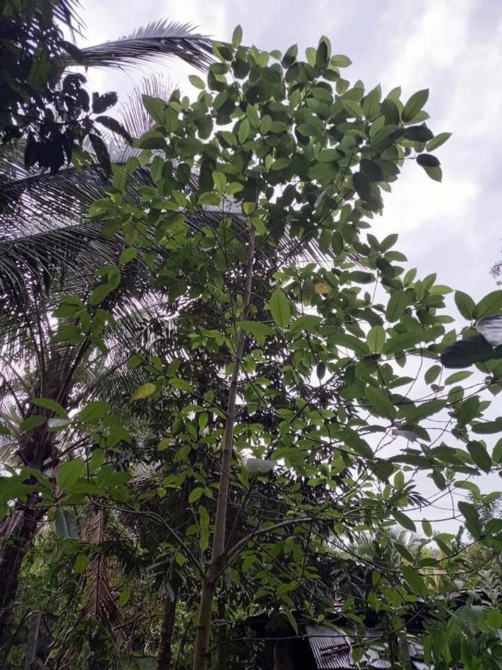 ยอดจองต้นกล้าพืชกระท่อมทะลัก เร่งเพิ่มการผลิต