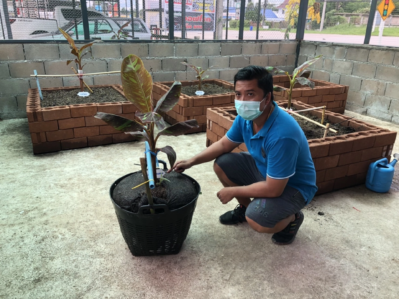 นักธุรกิจแม่สอดลงทุน9ล้าน-ซื้อ“กล้วยแดงอินโด”ขยายพันธุ์ขยาย