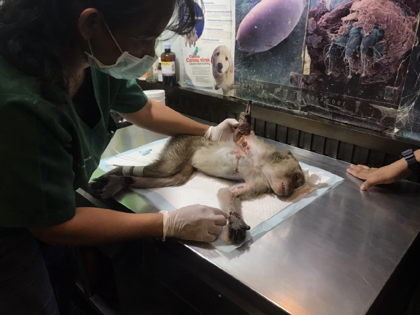 เจ้าหน้าที่เร่งช่วยลิงถูกไฟช๊อตบาดแผลสาหัส