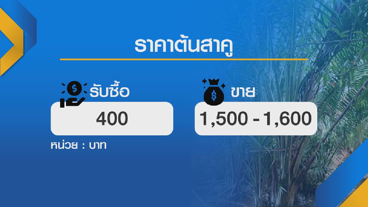 เปิดอาชีพนักล่า ต้นสาคู ทำเงิน 1,600 บาท/ต้น