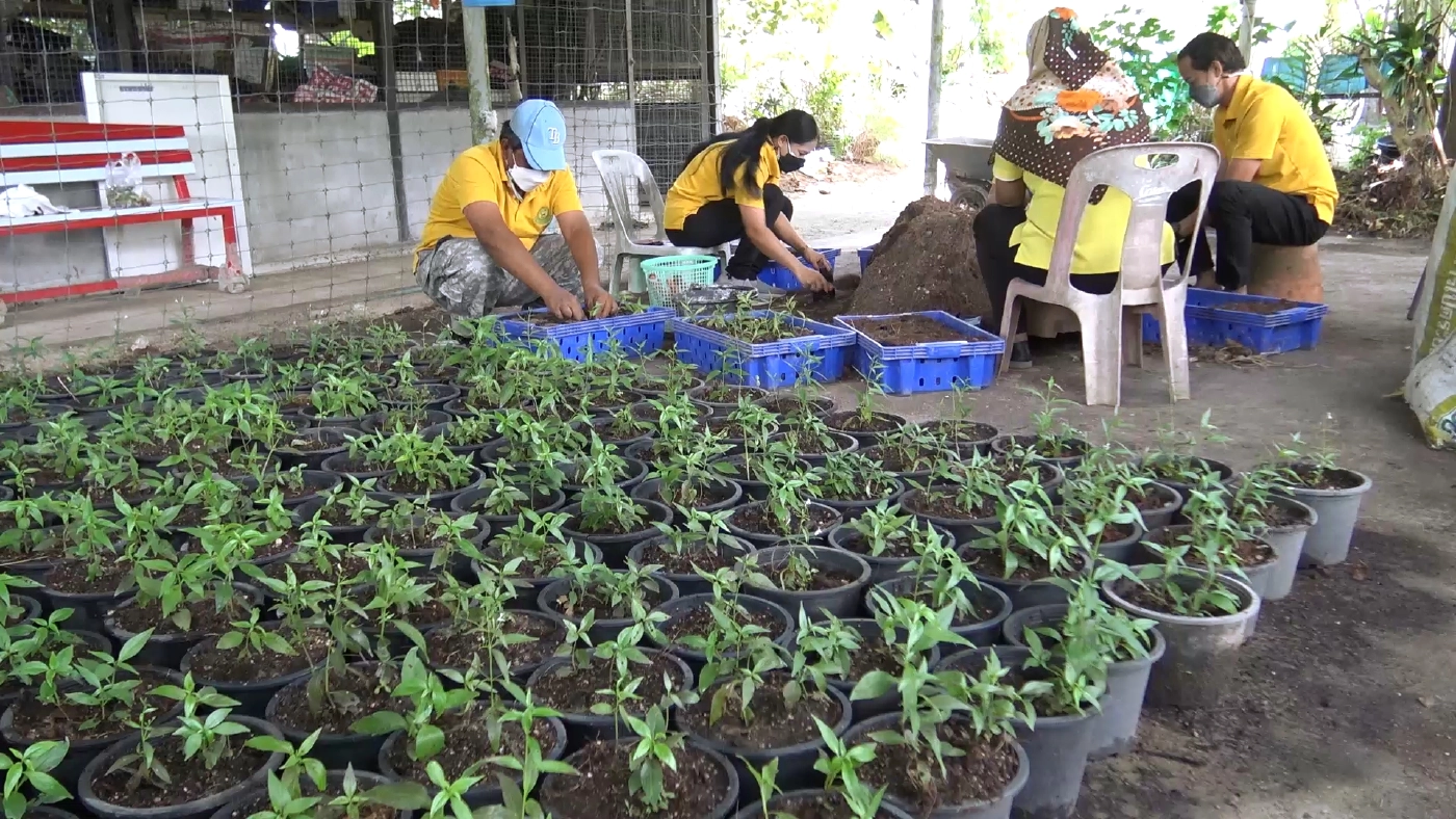 “สวนสัตว์สงขลา”เพาะต้นกล้าฟ้าทะลายโจรขาย