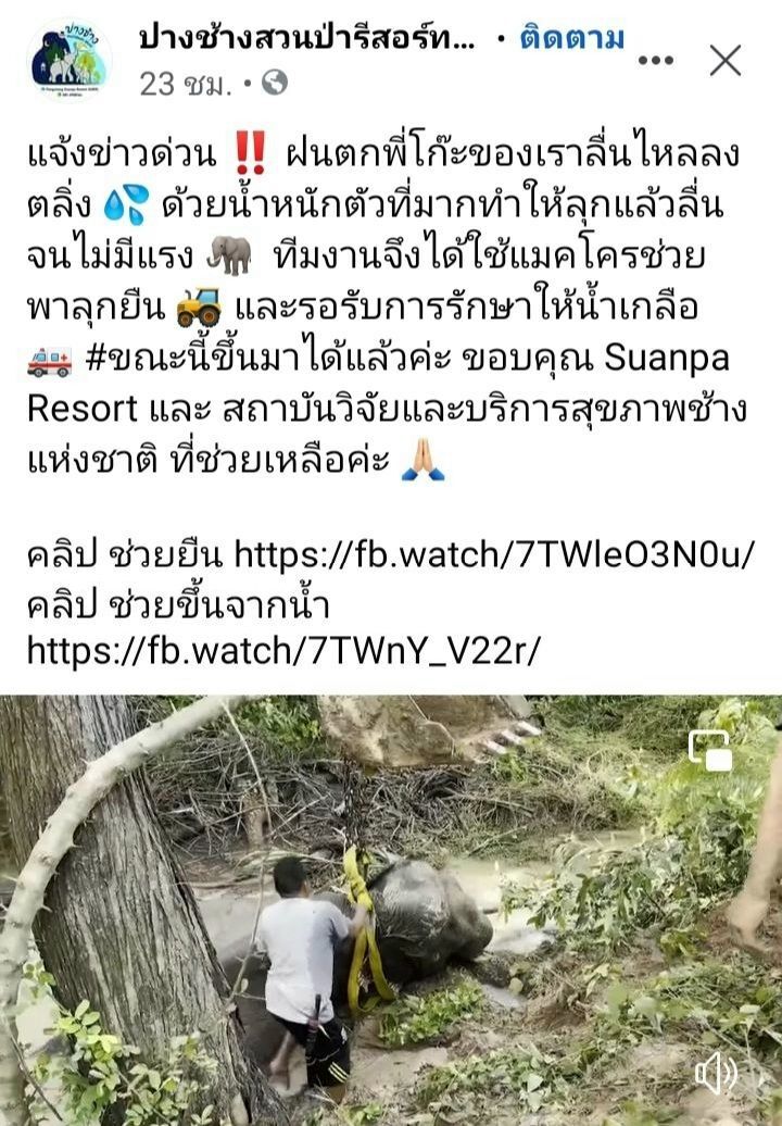 ช่วยช้างพลายโก๊ะลื่นไถลลงตลิ่งบาดเจ็บ