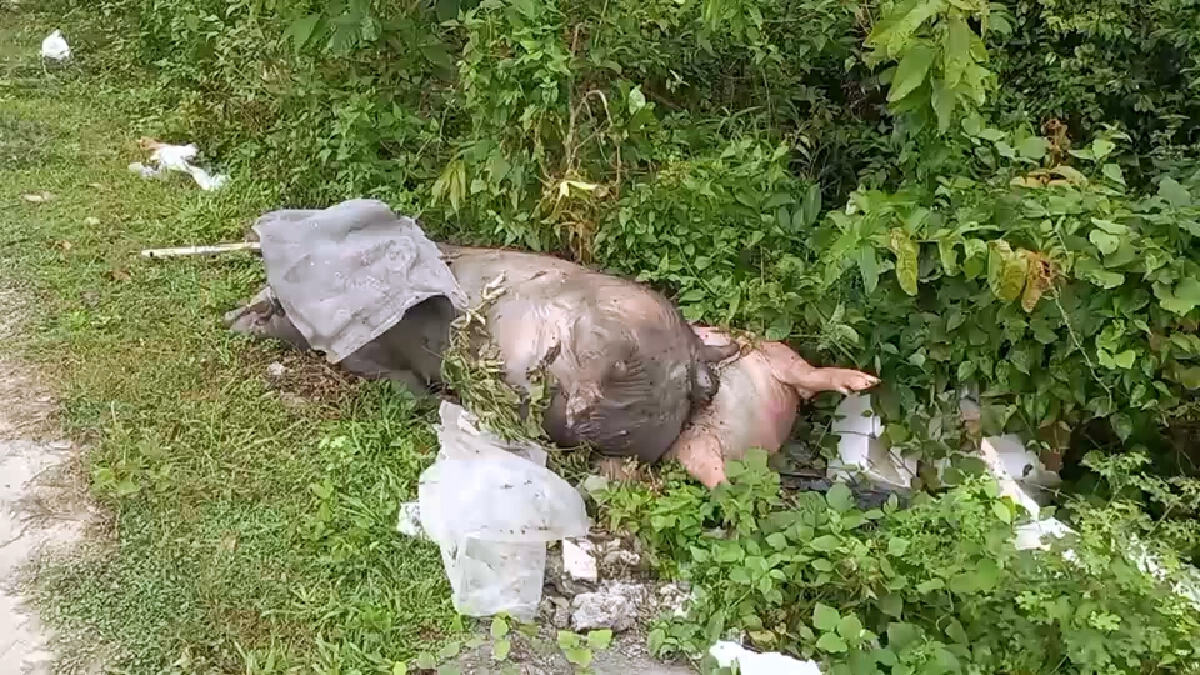 ชาวบ้านโวย!พบซากหมูตายถูกทิ้งริมถนน หวั่นเกิดโรคระบาด