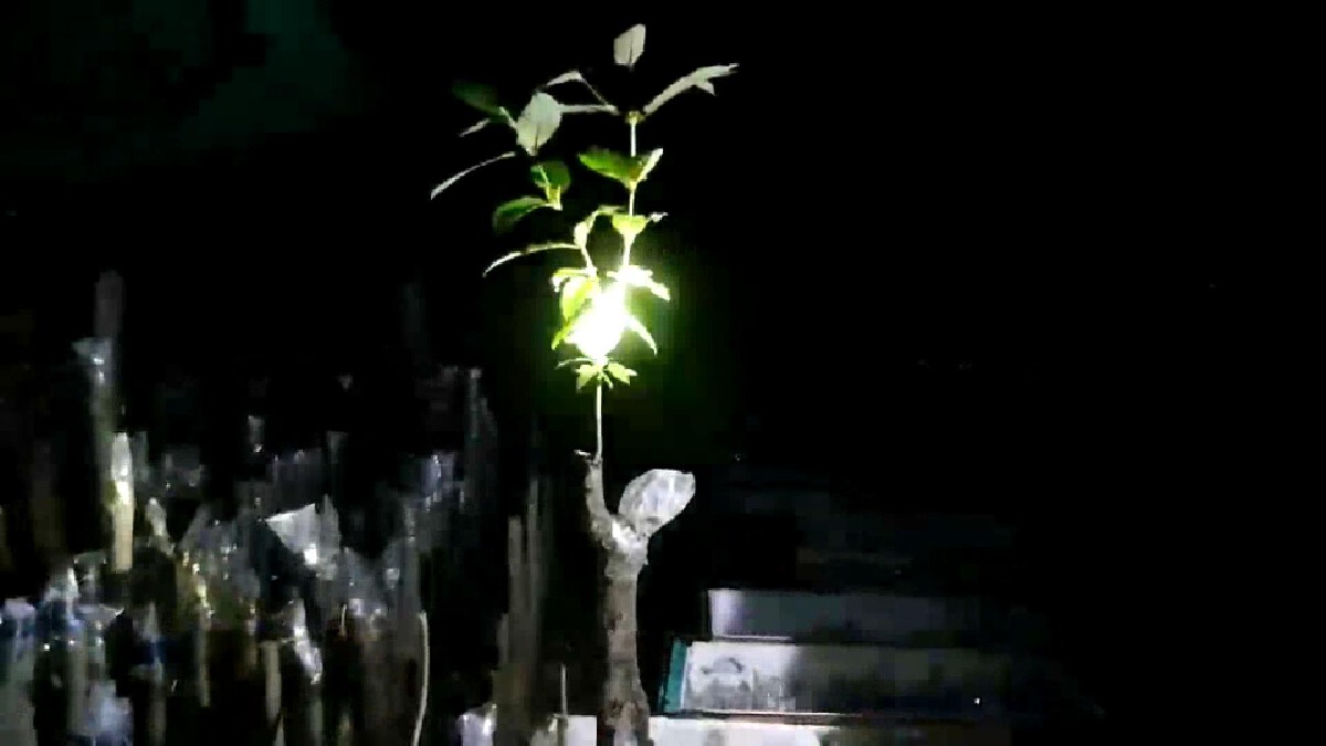 เปิดตัวเซียนพืชกระท่อมเมืองคอน เผยเคล็ดลับ "เสียบตา"