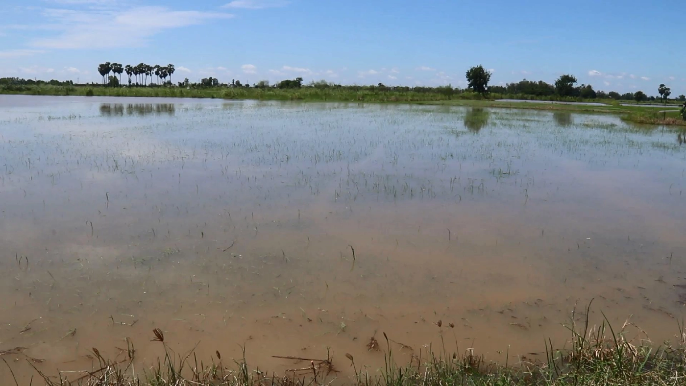 น้ำท่วมนากว่าสัปดาห์-ข้าวเริ่มเน่าเสีย