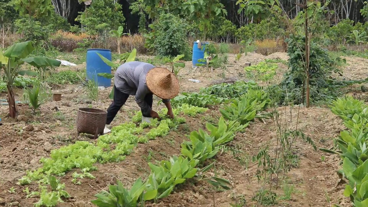 เกษตรกรสวนปาล์มหันปลูกผักสวนครัวสร้างรายได้งามยามโควิด