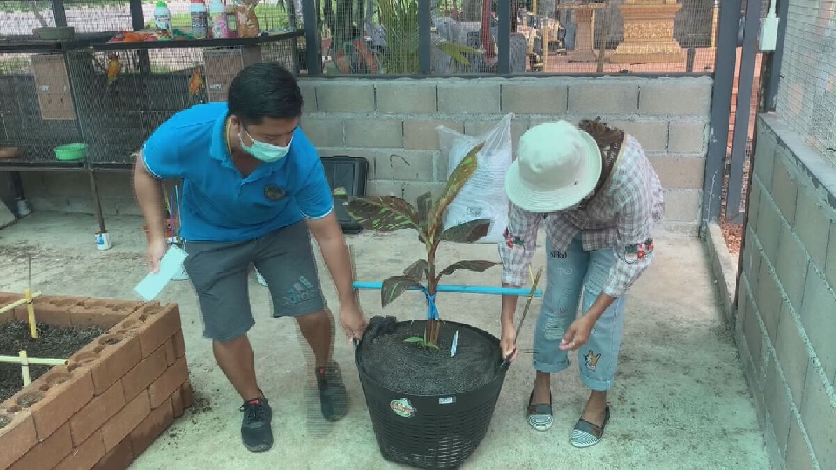 เพาะพันธุ์ กล้วยแดงอินโด สร้างรายได้หลักล้าน