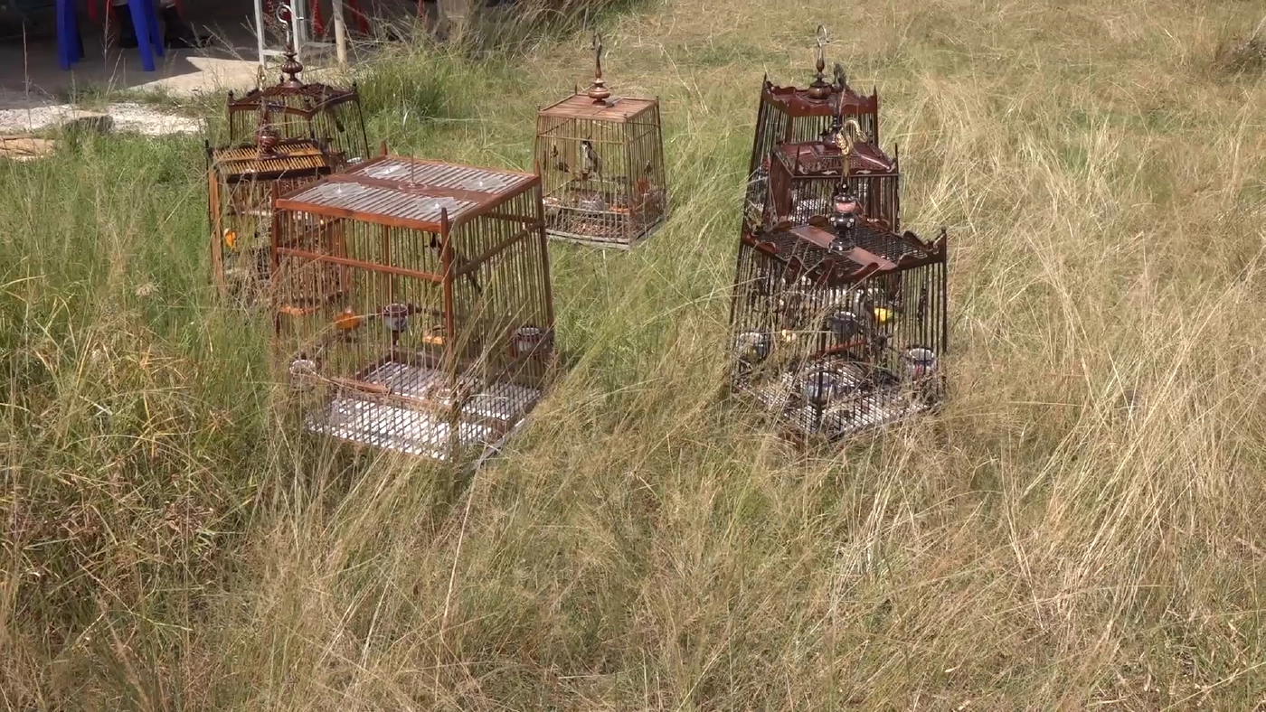 ตำรวจหาดใหญ่ - ฝ่ายปกครอง จับเซียนนกกรงคาสนามแข่ง