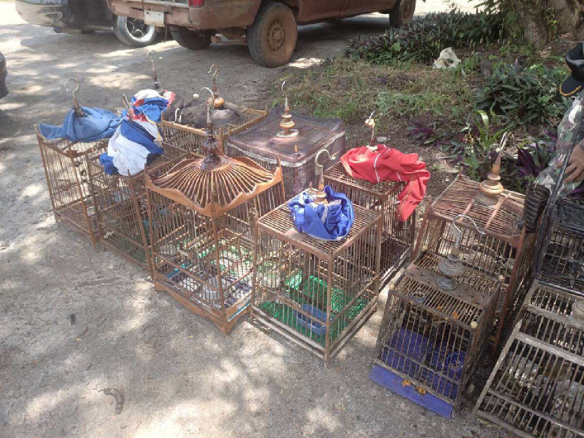 กวาดล้างขบวนการค้าสัตว์ป่าคุ้มครอง ยึดนก 103 ตัว