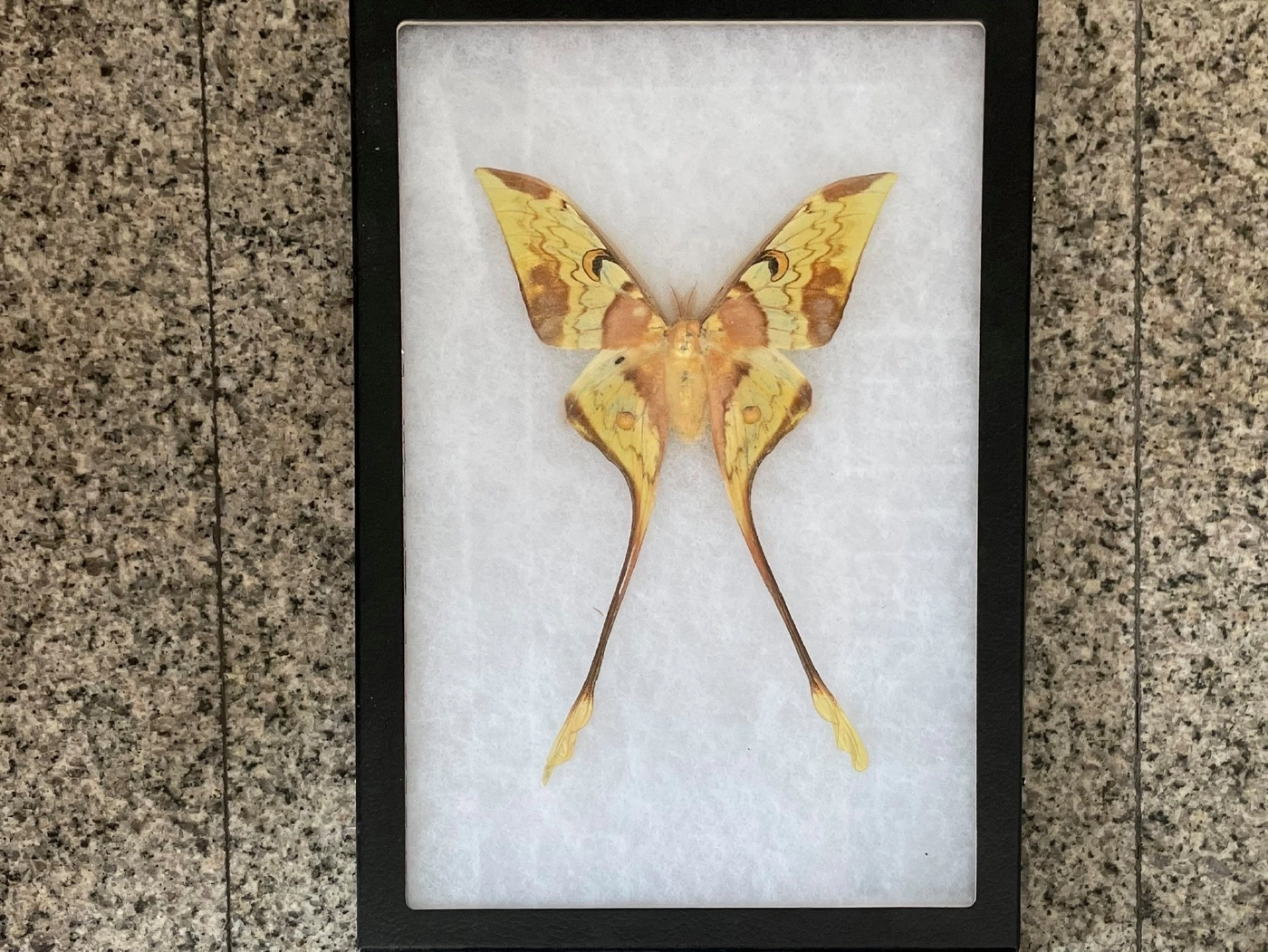 จนท.จับกุมชายลักลอบค้าซากผีเสื้อผ่านเฟซบุ๊ก