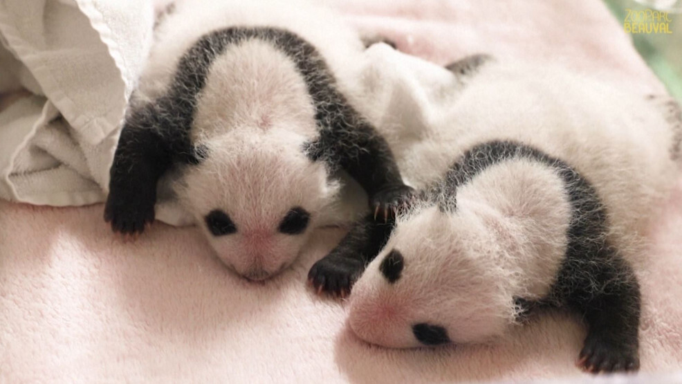 สวนสัตว์ฝรั่งเศสเผยภาพลูกแพนด้าแฝดอายุ 1 เดือน