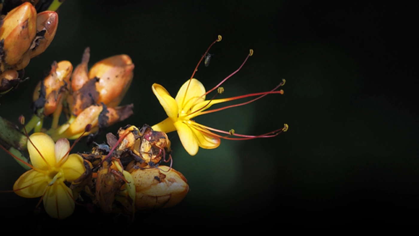 ข่าวดี! นักพฤกษศาสตร์ พบ "โสกเหลือง" พืชชนิดใหม่ของโลก