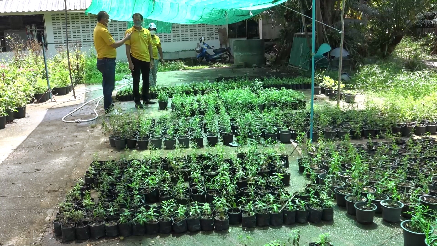 “สวนสัตว์สงขลา”เพาะต้นกล้าฟ้าทะลายโจรขาย