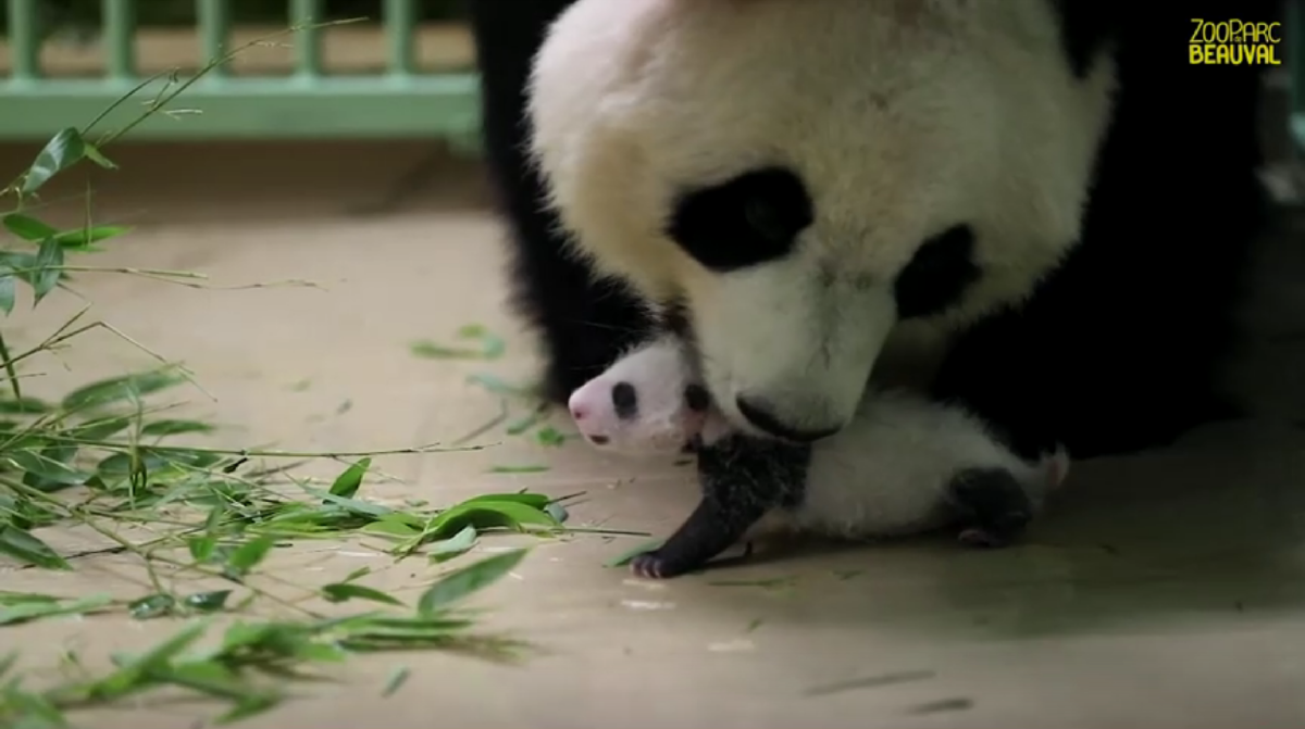สวนสัตว์ฝรั่งเศสเผยภาพลูกแพนด้าแฝดอายุ 1 เดือน