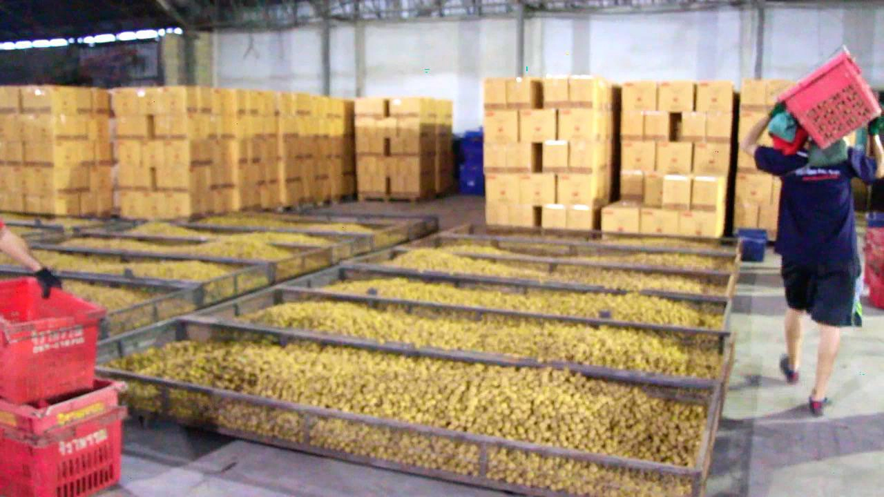 "พะเยา"ไร้ปัญหาราคาลำไยตกต่ำ-เหตุผลผลิตออกก่อน