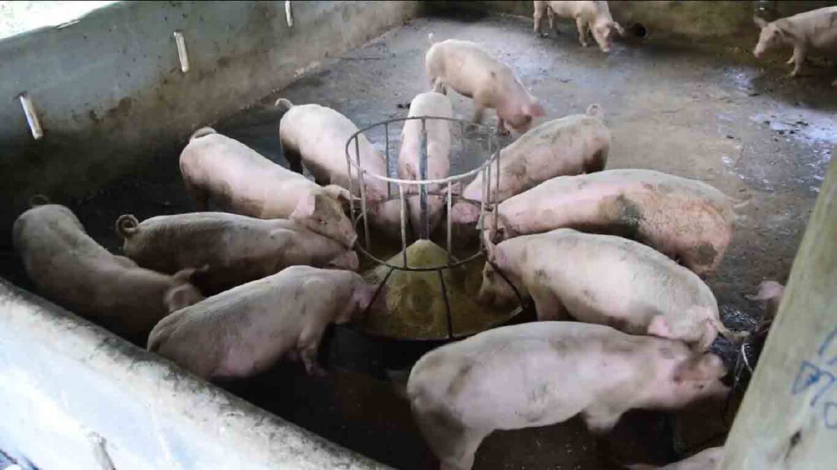 สุดทน! หลวงพ่อร้องเหม็นขี้หมูจากฟาร์ม วอนช่วยอาตมาด้วย