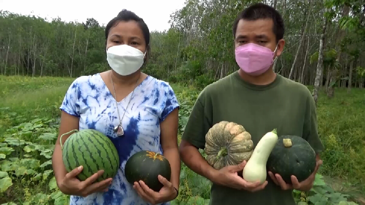 ชาวสวนตรังโค่นยาง ปลูก ‘แตง‘ ไร้สารโกยเงิน