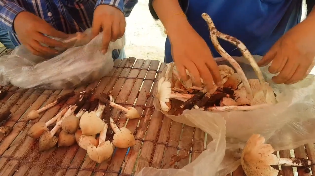 ‘เห็ดโคน‘ ทำเงินเกือบหมื่นต่อวัน ราคาสูงถึงกิโลกรัมละ 500 บาท