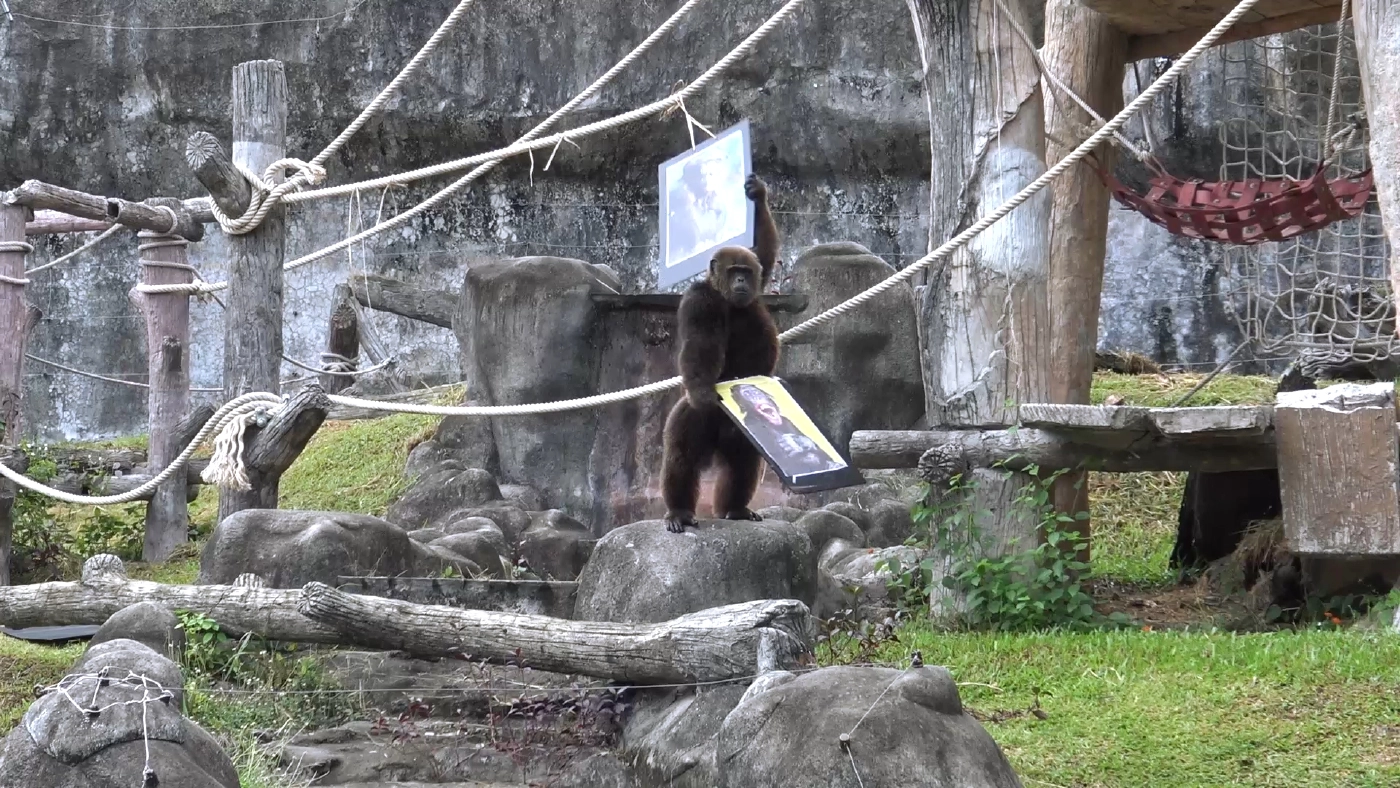 จัดหาคู่ให้เจ้าจ้อนลิงหนุ่มแสนรู้สู่ขอเป็นคู่ครอง