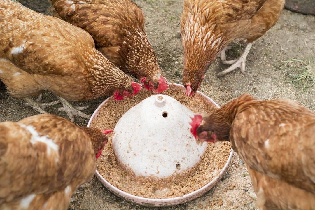 ปศุสัตว์แนะปรับสูตรอาหารไก่ไข่ลดต้นทุนการผลิต