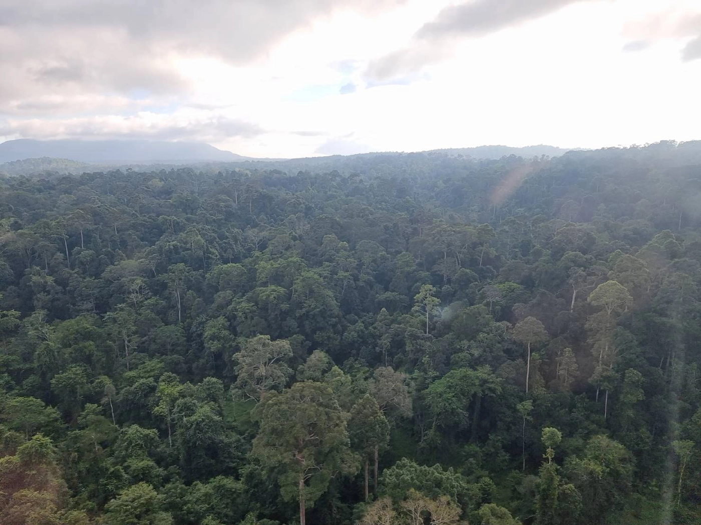ประทับใจ ! ฝูงนกเงือกนับร้อย บินผ่านเฮลิคอปเตอร์ ระหว่างบินสำรวจผืนป่า