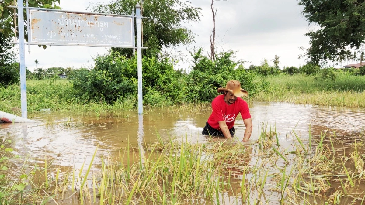 น้ำท่วมนาข้าว ปี 64 คาดเสียหาย 6,300 - 8,400 ล้านบาท