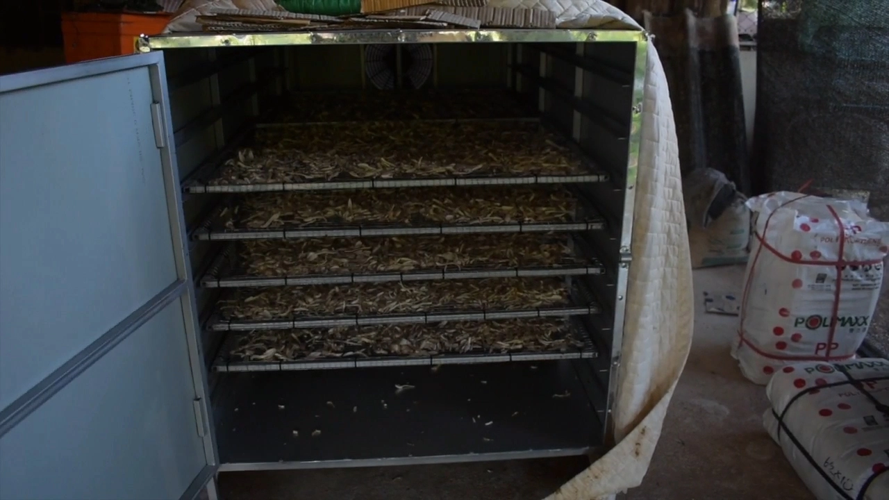 เพาะเห็ดโคนน้อยขาย รายได้เดือนครึ่งแสน