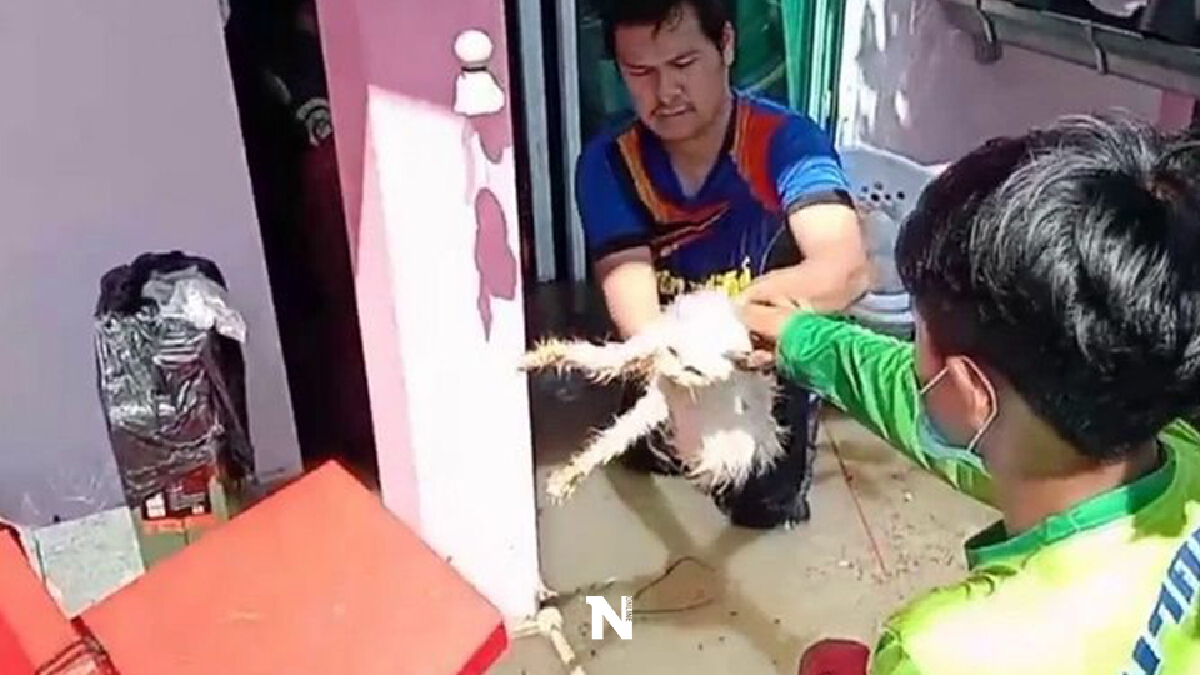 โซเชียลแห่ชื่นชม “คุณยายทาสแมว” ห่วงแมว 11 ชีวิตติดในบ้านวอนกู้ภัยช่วยด่วน