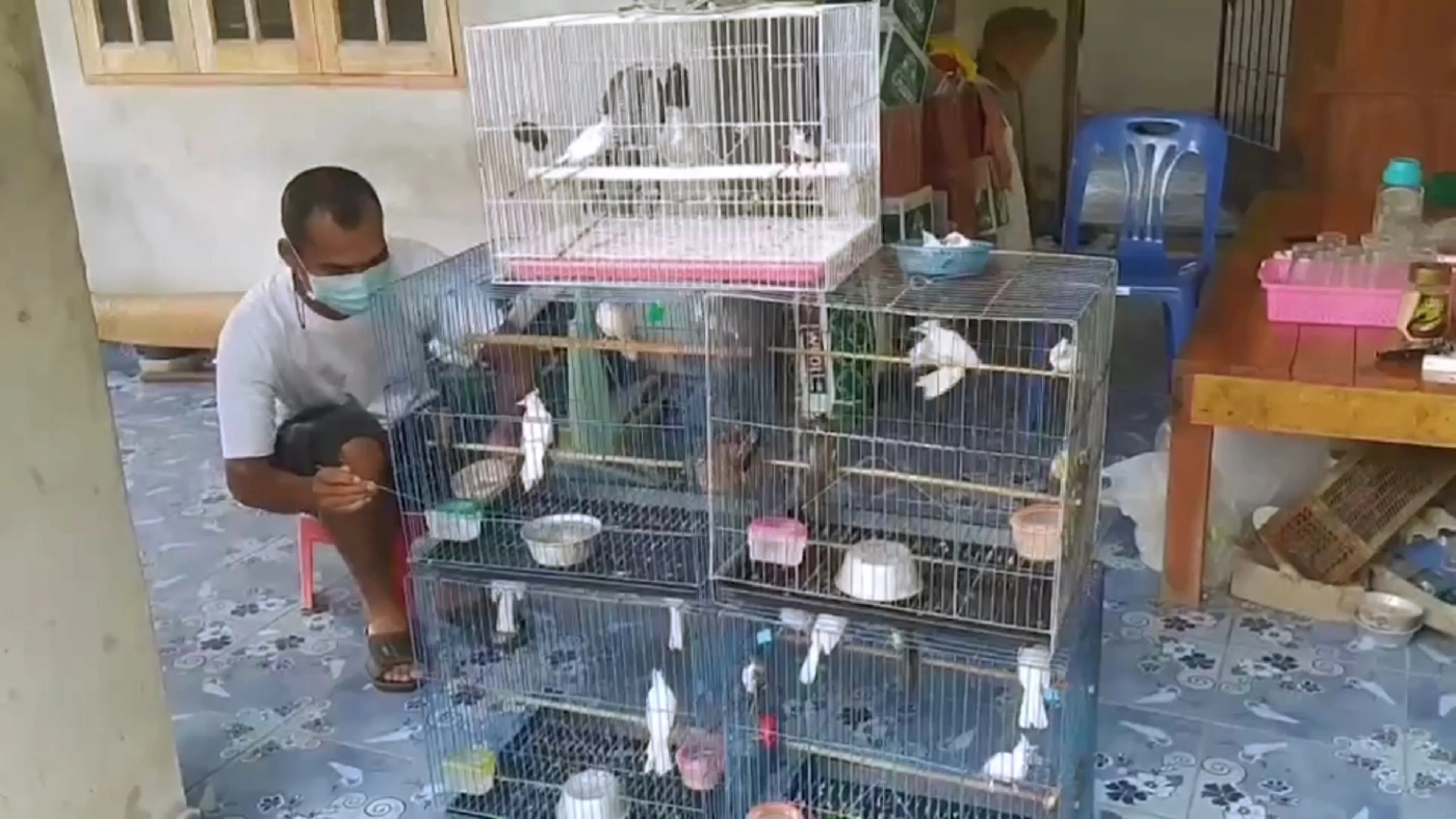 เพาะพันธุ์ "นกกรงหัวจุกเผือก" รับรายได้หลักแสน