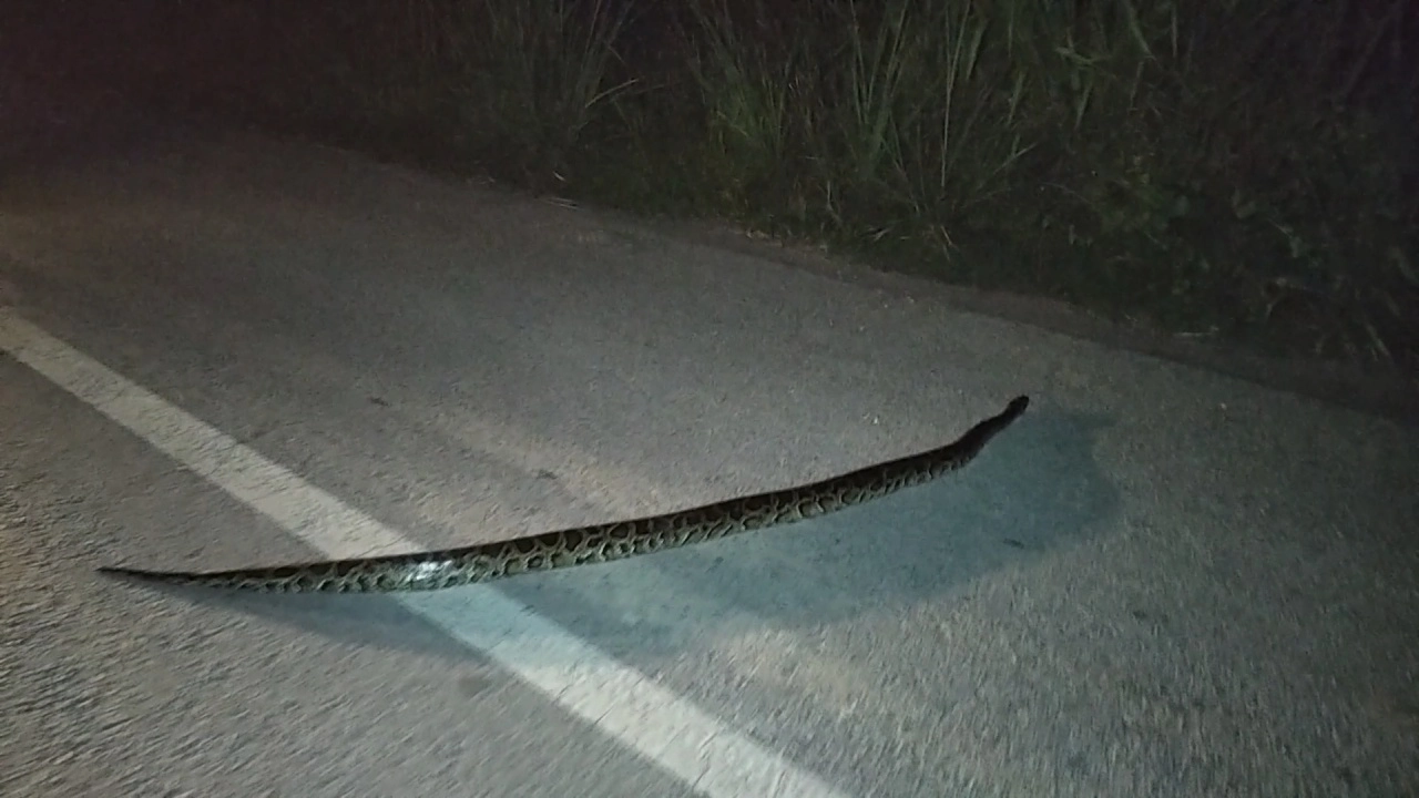 ชื่นชม โชเฟอร์น้ำใจงาม จอดรถขวางช่วยงูเหลือมเลื้อยข้ามถนนกลางดึก