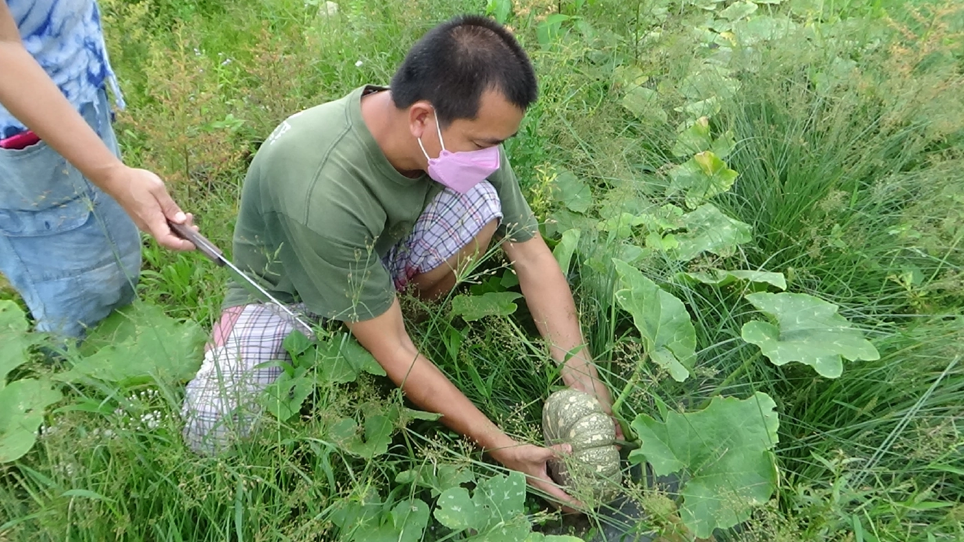 โค่นยางทิ้งปลูกพืชหมุนเวียนระยะสั้นผสมผสานขาย