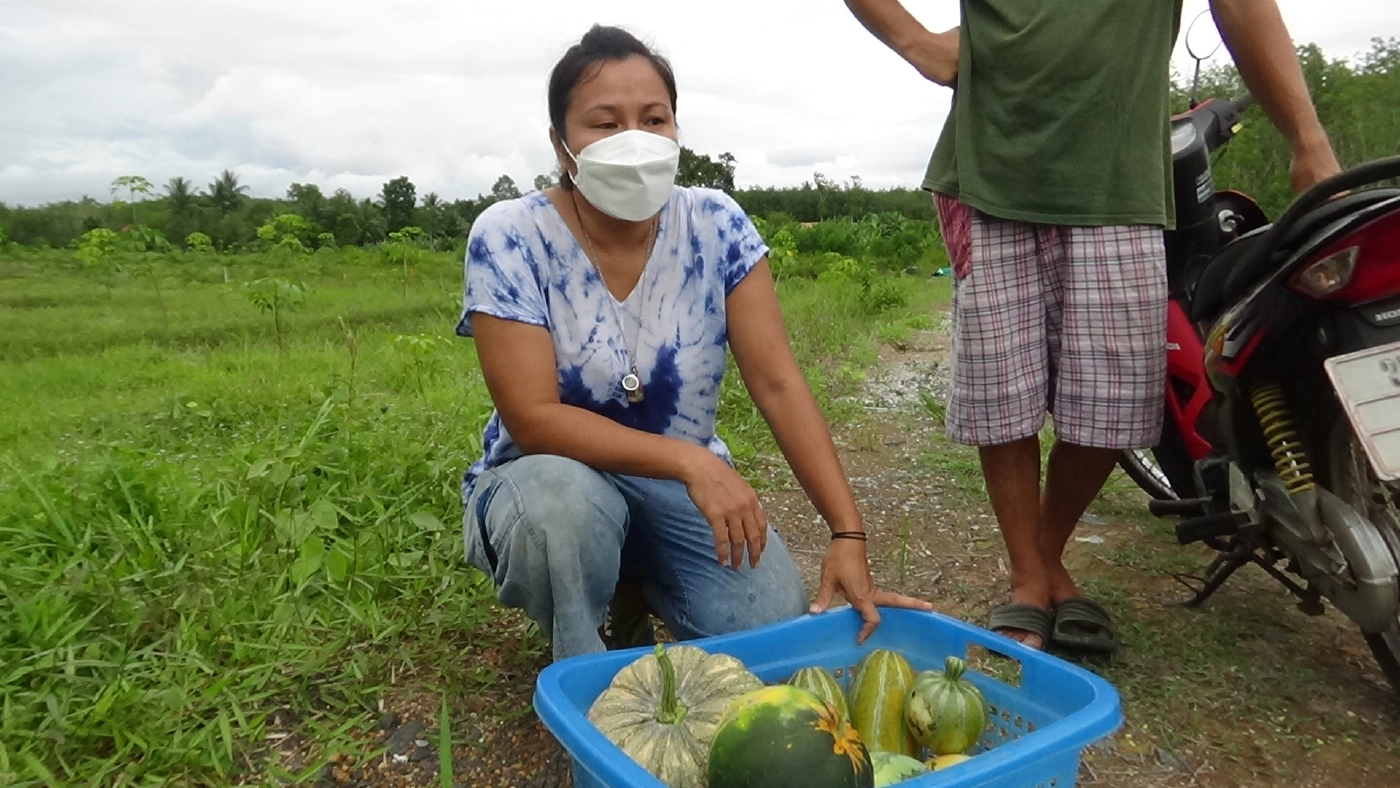 โค่นยางทิ้งปลูกพืชหมุนเวียนระยะสั้นผสมผสานขาย