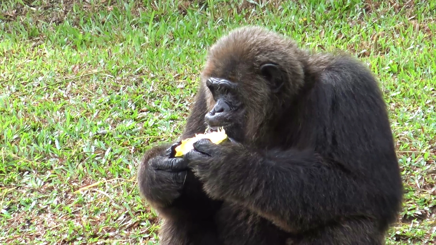 จัดหาคู่ให้เจ้าจ้อนลิงหนุ่มแสนรู้สู่ขอเป็นคู่ครอง