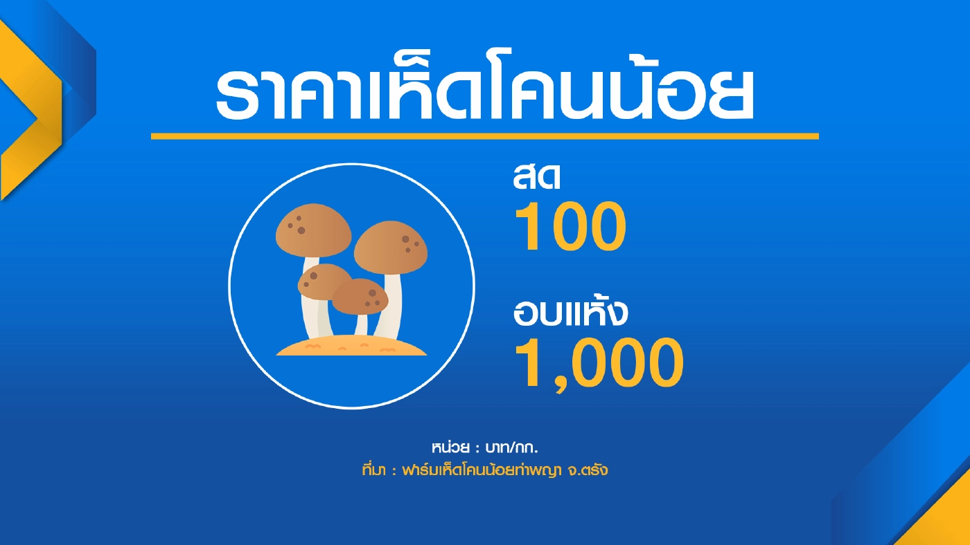 ชาวตรังเพาะเห็ดโคนน้อย โลละพัน! ‘เห็ดโคนน้อย‘ อบแห้ง