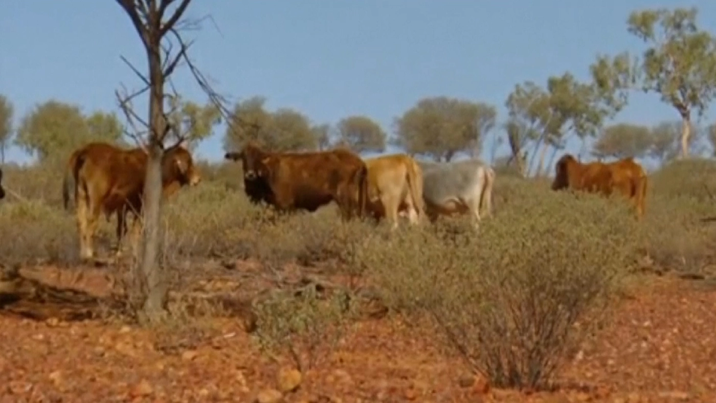 เมืองควิลพี ออสเตรเลีย แจกที่ดินสร้างบ้านฟรี