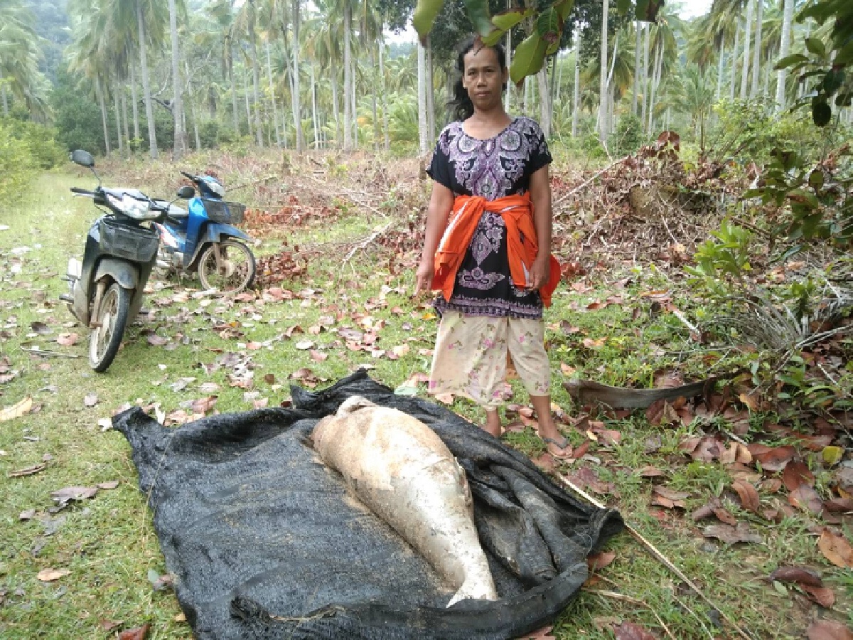 เศร้า ! "พะยูน" โดนพายุซัดเกยตื้นตายชายหาดทุ่งหญ้าคา