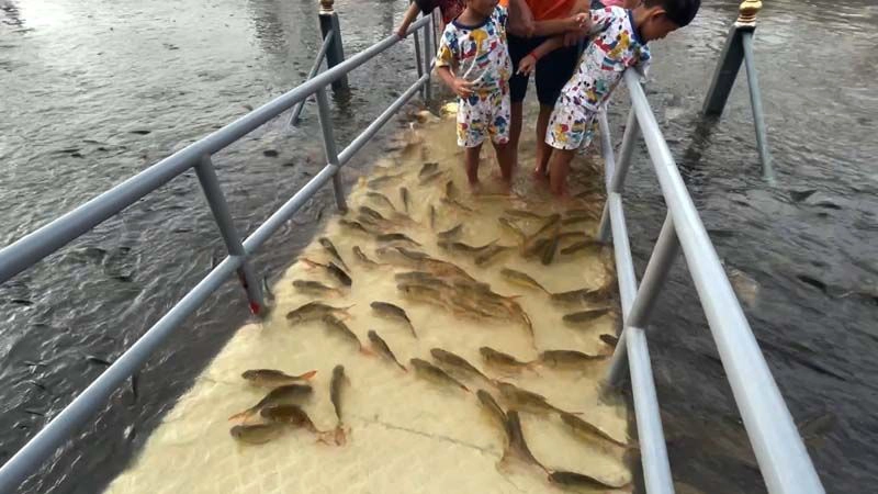 นักท่องเที่ยวให้อาหารปลาที่สะพานท่าน้ำวัดพนัญเชิง