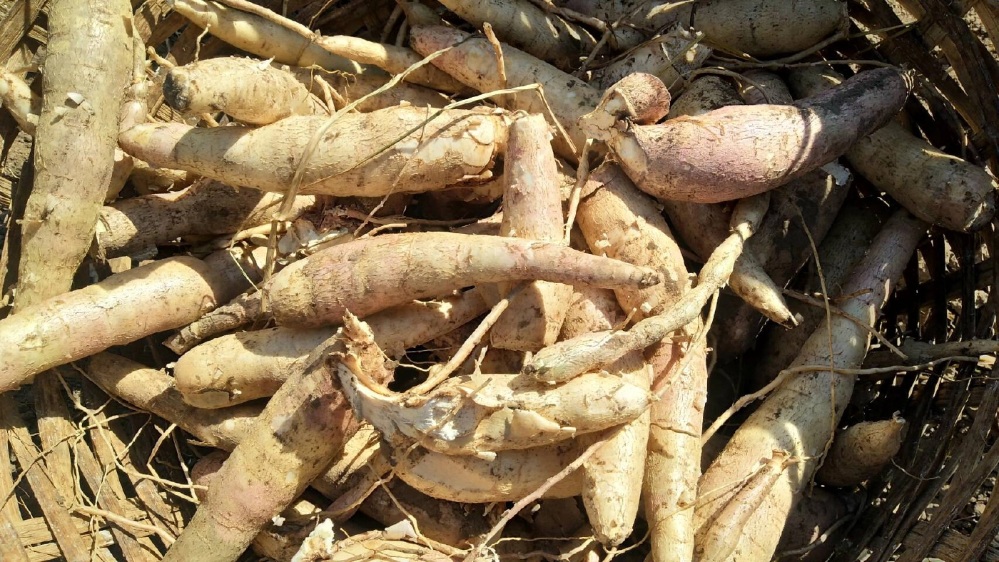 ครม.อนุมัติ 2.7 หมื่นล้าน ประกันรายได้ "ข้าว-มัน-ข้าวโพด"