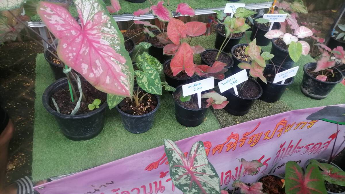 “ตลาดบอนสี”ถนนวัฒนธรรมลำปาง-ราคาหลักสิบยันแสน