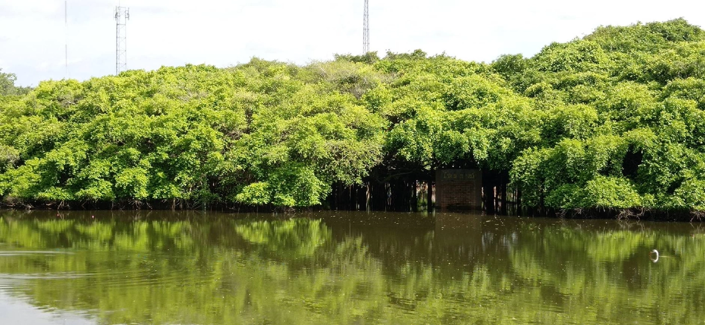 น้ำเอ่อเข้าท่วมไทรงามยักษ์ อายุ กว่า 350 ปี เป็นรอบที่ 2