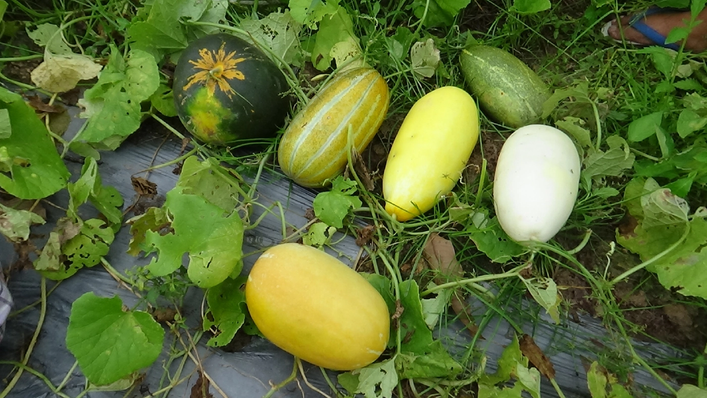 โค่นยางทิ้งปลูกพืชหมุนเวียนระยะสั้นผสมผสานขาย